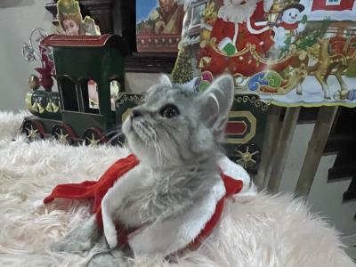 Rona - Maine Coon - Gallery Photo #1