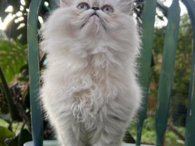 Christmas Babies Reserved - Persian - Gallery Photo #1