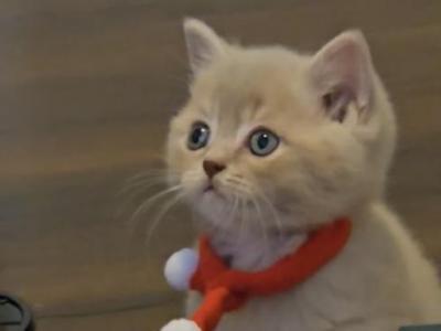 Chai - British Shorthair - Gallery Photo #1
