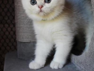 Axel - British Shorthair - Gallery Photo #1