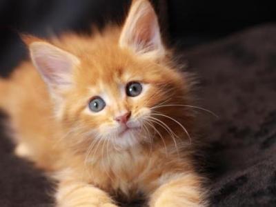 Lord Polydactyl - Maine Coon - Gallery Photo #1