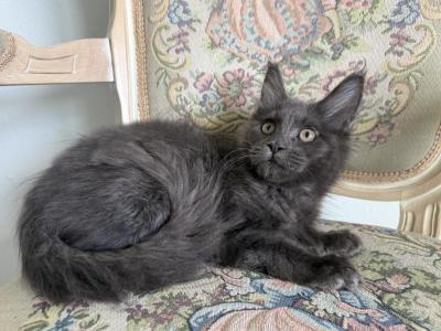 Maine Coon Blue Male Kitten - Maine Coon - Gallery Photo #1