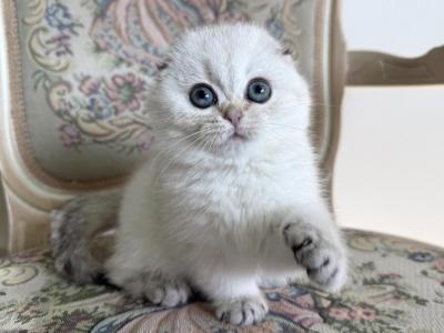 Scottish Fold Seal Point Female Kitten - Scottish Fold - Gallery Photo #1