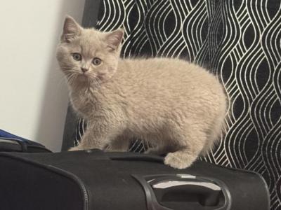 Cappuccino - British Shorthair - Gallery Photo #1