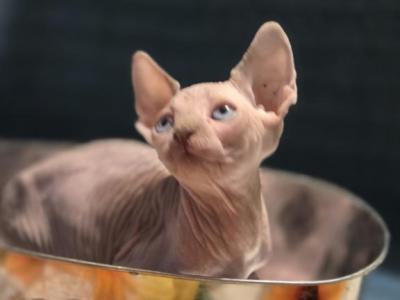 Izzy - Sphynx - Gallery Photo #1