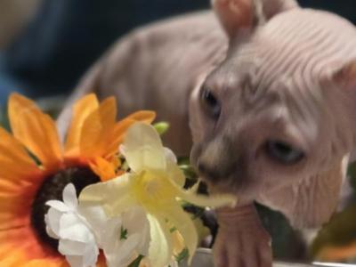 Big G - Sphynx - Gallery Photo #1