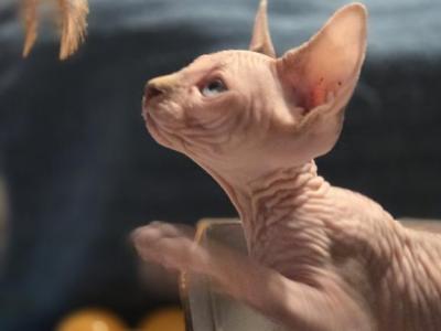 Ready For Christmas - Sphynx - Gallery Photo #1