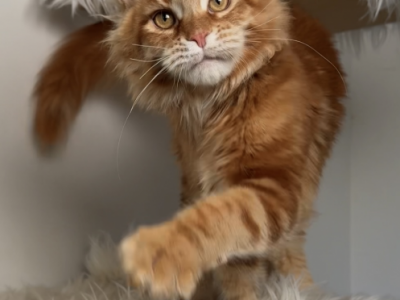 Michael - Maine Coon - Gallery Photo #1