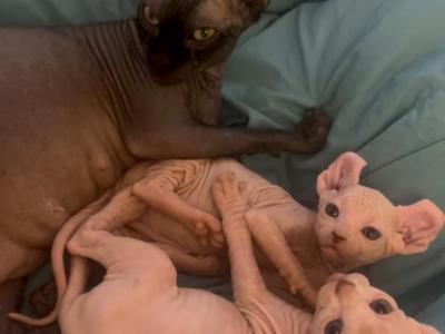 Licorice 1 - Sphynx - Gallery Photo #1