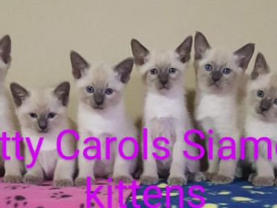 CFA Registered Siamese - Siamese - Gallery Photo #1