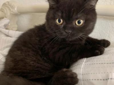 Black Diamond - Brazilian Shorthair - Gallery Photo #1