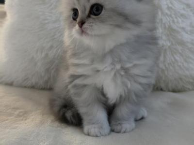 Silver Chinchilla Male Fold - Scottish Fold - Gallery Photo #1