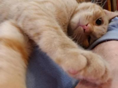 Molokai - Polydactyl - Gallery Photo #1