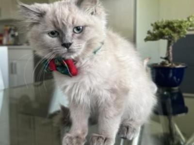 Cloud - Ragdoll - Gallery Photo #1