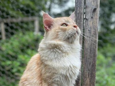 Casanova Stud Service - Maine Coon - Gallery Photo #1