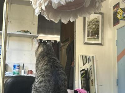 Marty - Manx - Gallery Photo #1