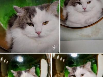 Rada Perfect Personality - Siberian - Gallery Photo #1