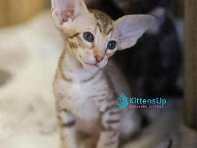 Faina - Peterbald - Gallery Photo #1