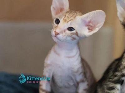 Felichita - Peterbald - Gallery Photo #1