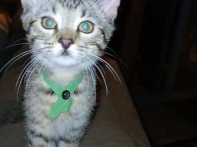 Queen Sanova Sire Big Boi - Bengal - Gallery Photo #1