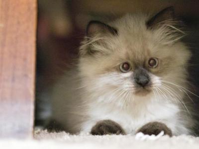 Christmas Kittens - Ragdoll - Gallery Photo #1