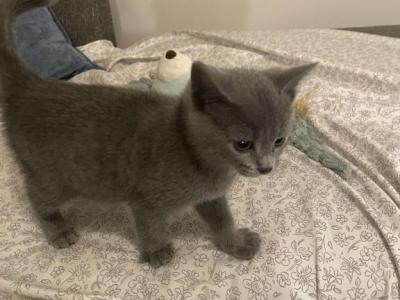 Russian Blue Litter - Russian Blue - Gallery Photo #1