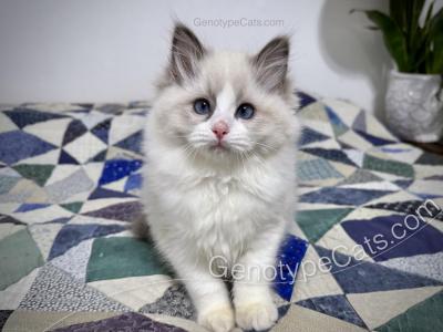 Lily - Ragdoll - Gallery Photo #1