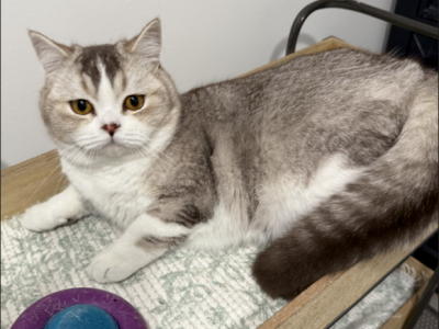 Leo - Scottish Straight - Gallery Photo #1