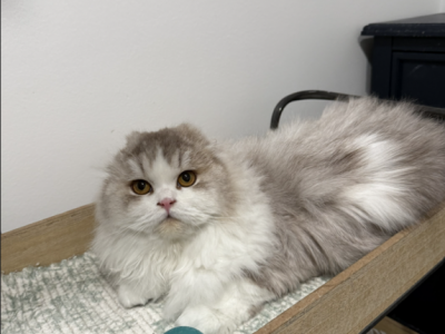 Timmy - Scottish Fold - Gallery Photo #1