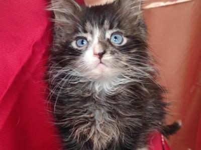 Michel - Maine Coon - Gallery Photo #1