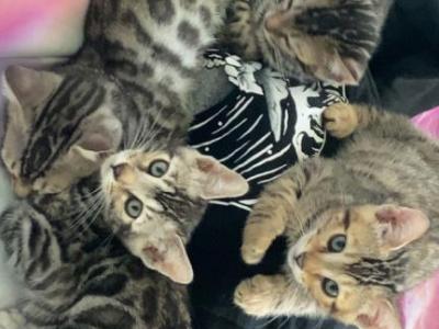 Rascals - Bengal - Gallery Photo #1