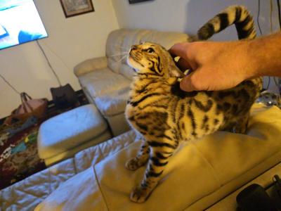 Female Bengal For Sale - Bengal - Gallery Photo #1