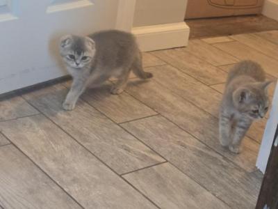 Scottish Fold - Scottish Fold - Gallery Photo #1