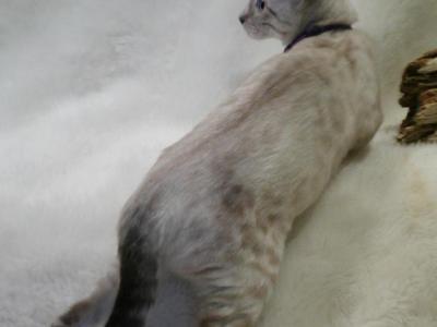 READY Female Silver Snow Lynx Bengal Kitten - Bengal - Gallery Photo #1