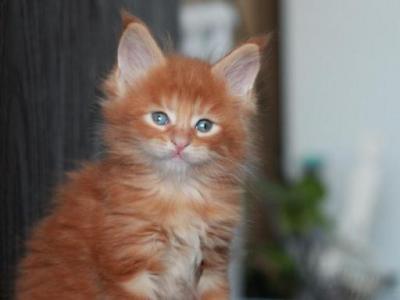 Garfield - Maine Coon - Gallery Photo #1