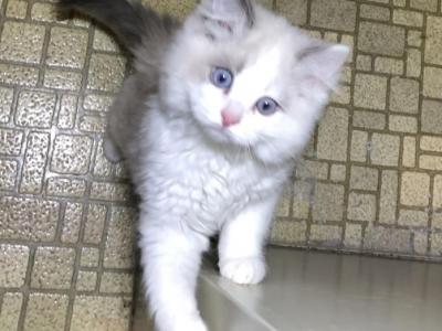 Chase Lilac Bicolor Snowshoe - Ragdoll - Gallery Photo #1