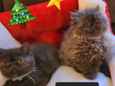 Champion Sired Exotic Shorthaired Kittens - Exotic - Gallery Photo #1