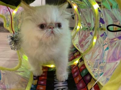 Flame Point Male Himalayan Persian - Himalayan - Gallery Photo #1