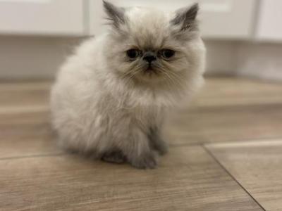 Blue Point Male Himalayan Persian - Himalayan - Gallery Photo #1