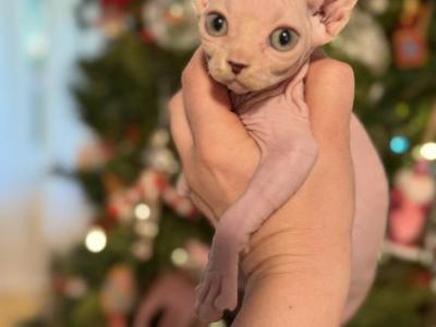 Females - Sphynx - Gallery Photo #1