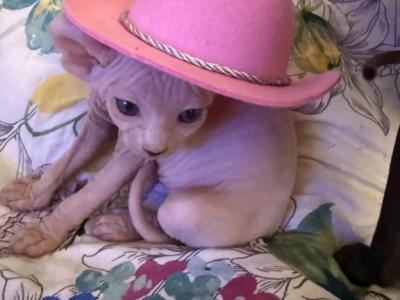 Baby Angel - Sphynx - Gallery Photo #1