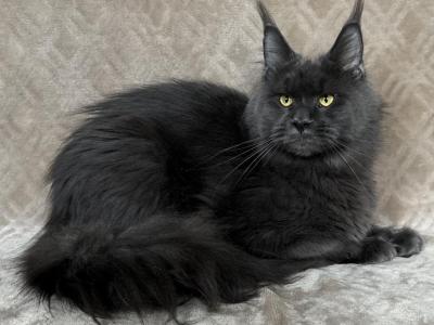 Mia - Maine Coon - Gallery Photo #1