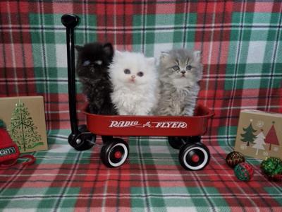 Persian Kittens - Persian - Gallery Photo #1