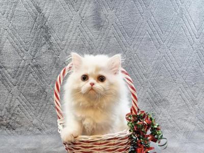 PERSIAN & EXOTIC SHORTHAIR - Persian - Gallery Photo #1