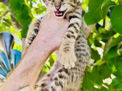 SweetiePie - Savannah - Gallery Photo #1