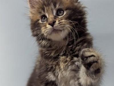 Maine Coon Alva Ivi - Maine Coon - Gallery Photo #1