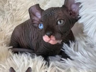 Odd Eyes DBE Sphynx Boy Asterion TICA - Sphynx - Gallery Photo #1