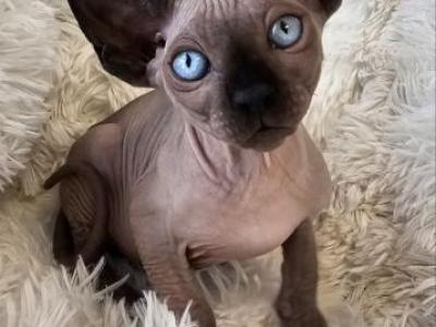 Sphynx Boys And Girls TICA Ready To Go Home - Sphynx - Gallery Photo #1