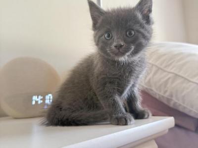 Russian Blue Christmas Litter Available - Russian Blue - Gallery Photo #1