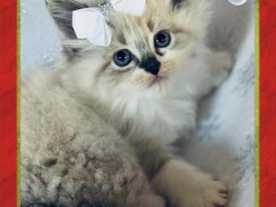 Sweet Baby - Ragdoll - Gallery Photo #1